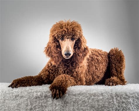  Unlike most dogs that have double coats, poodles have a unique, single layer of dense, curly hair that requires special nutritional attention