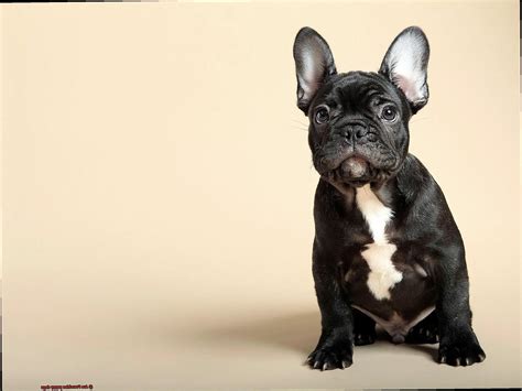  Unlike the common yappy small dog stereotype, Frenchies are quite affectionate and even-tempered