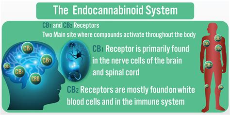  Unsurprisingly, new research is being conducted investigating the Endocannabinoid System and finding anxiolytic anti-anxiety drugs to interact with the ECB system
