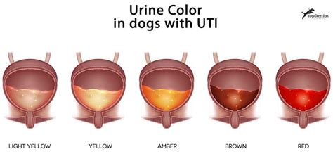 Untreated urinary tract infections in dogs may also result in stone development struvite that may form in the urinary tract