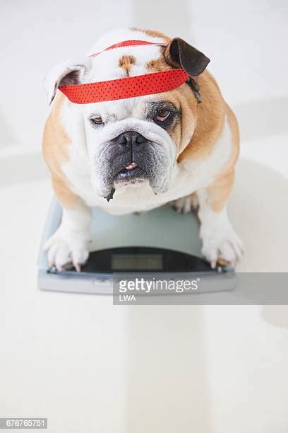  Upon weighing your English Bulldog on a home scale, if he appears overweight or you are concerned, it would be best to consult with your vet