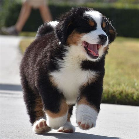  Uptown Puppies can help you find a beautiful Bernese Mountain Dog for sale Orlando to join your pack at home!  Beautiful Bernese Mountain Dog Just turned 3 years Microchipped, vaccinated, up to date with flea and