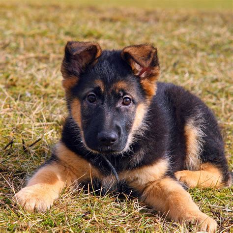  Uptown Puppies connects you with the highest quality German Shepherd puppies from the most ethical breeders in the Boston MA area