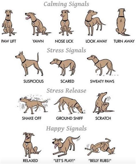  Use a direct tone and body language that matches what you want to say to your dog