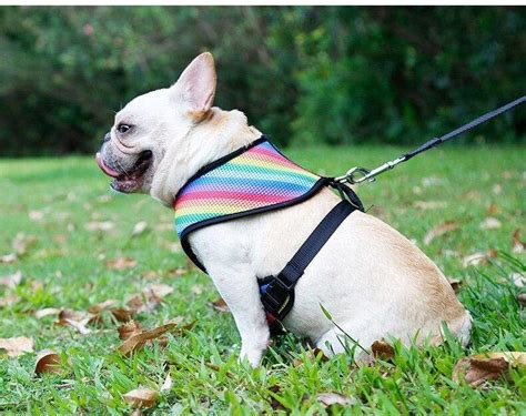  Use a measuring tape Weight-based sizing can be misleading when shopping for the perfectly fitted French Bulldog harness