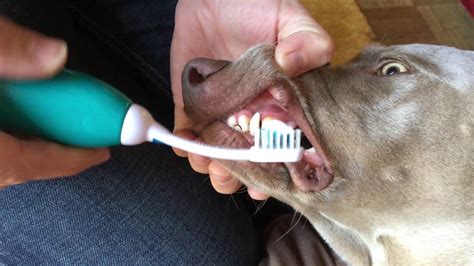  Use a toothbrush to gently remove plaque buildup around the base of your poodle