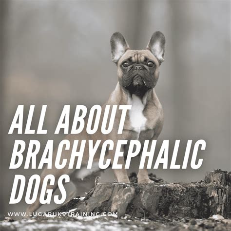 Use the proper Frenchie training tools Frenchies are brachycephalic dogs and this predisposes them to respiratory disorders