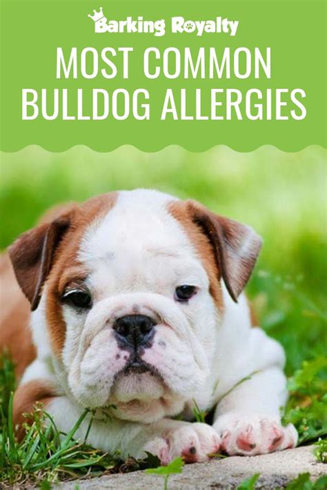  Use this if the English bulldog is stung by a bee or other insect, and for minor English Bulldog allergies as recommended by your veterinarian