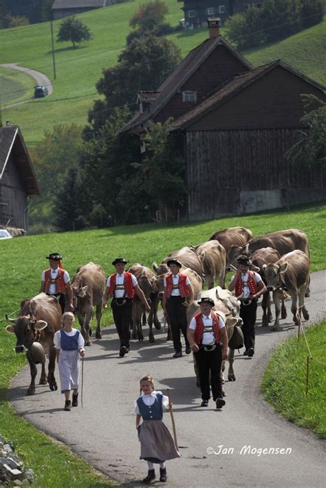  Used by the farmers up in the Swiss Alps, they are strong enough to pull carts and were bred to be a prime cattle herding dog
