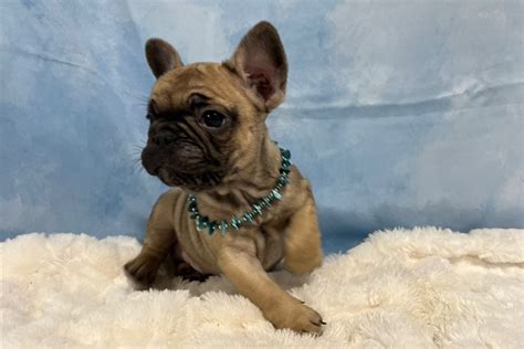  Using Pawrade to browse for a French Bulldog for sale is a reliable way to ensure that you get a dog from a reputable breeder