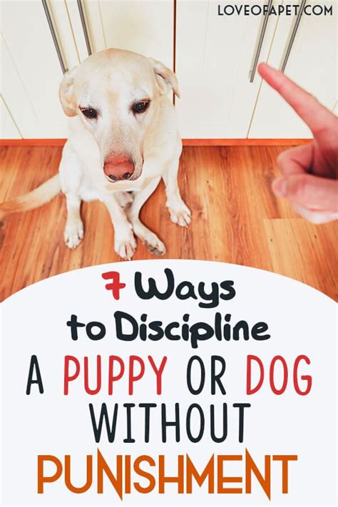  Using punishment to train your puppy is not advised