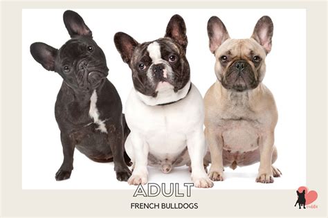  Usually, French Bulldogs reach adulthood between 9 to 12 months of age