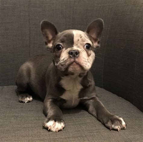  Usually, a Frenchton has a sweet personality with the build of a French Bulldog and the athletic nature of a Boston Terrier