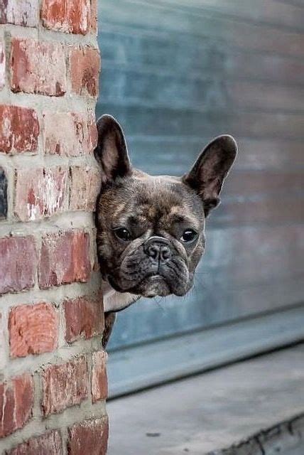 Usually, the French bulldog will seek out a small and dark place to hide in when they are experiencing depression, fright, sadness, and stress