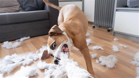  Usually, these more destructive ways involve injury to household objects, the dog himself, or even humans