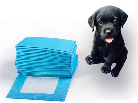  Utilize Puppy Pee Pads The potty pads make it easier for any puppy to identify the right potty spot