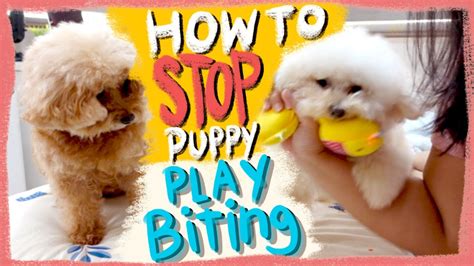  Utilize the tips mentioned in this article to help stop your poodle from biting