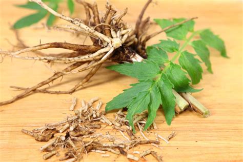  Valarian root is an herb that is often used by people as a sleep aid or as a sedative, and is used in many calming treats to decrease anxiety in pets Overdoses of Valarian root may cause sedation, incoordination, decreased body temperature and vomiting