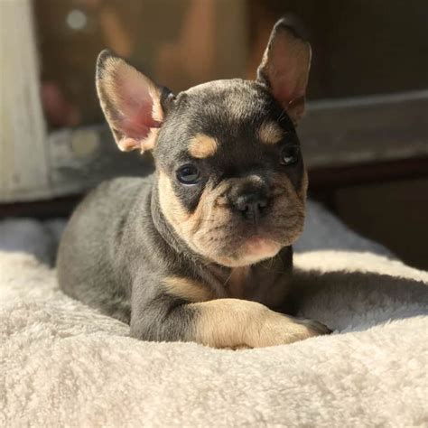  Valer, French Bulldog puppy at TomKings Puppies Membership and right to post in the TomKings Frenchie Family closed Facebook group We created a Facebook group for our adopters where we answer their questions and they share their experiences with each other