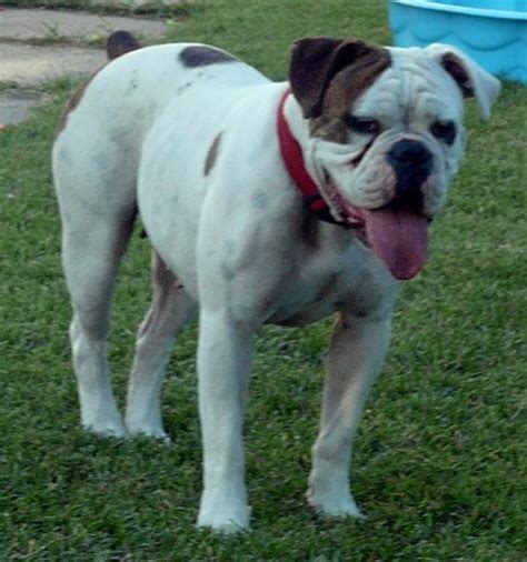  Valley Bulldogs also thrive on attention from their families and do not like to be left alone for long periods of time