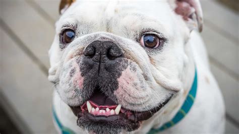  Valley Bulldogs have very strong teeth and jaws and can either have a slight or extreme under-bite