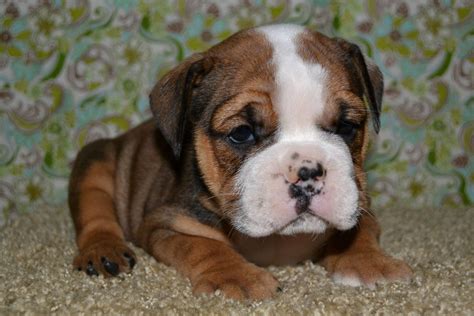  Valley Bulldogs love kids and are great playmates for active older children