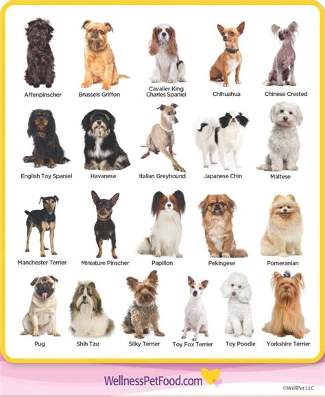  Variations in breed types toy, mini, and full-size , as well as the specific activity levels, age, and health of each dog, can further complicate the feeding time and schedule required for optimal health