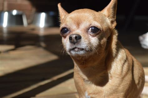  Venom is 3 year old chihuahua 5 lbs, fixed and house trained