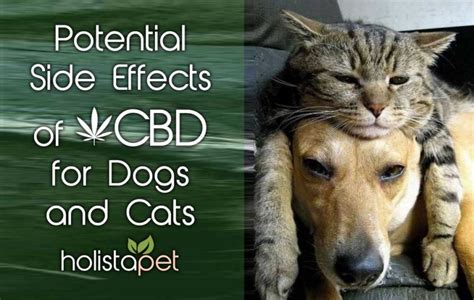  Very few pet owners report any type of side effects from using CBD to treat cats
