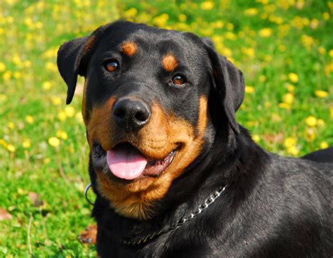  Very obedient and aims to please much like the Rottweiler