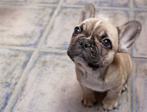  Very often when a Frenchie is sad and going through some rough time, like losing his owner, pack member or a very close pet friend, he can lose interest in food and lose some weight