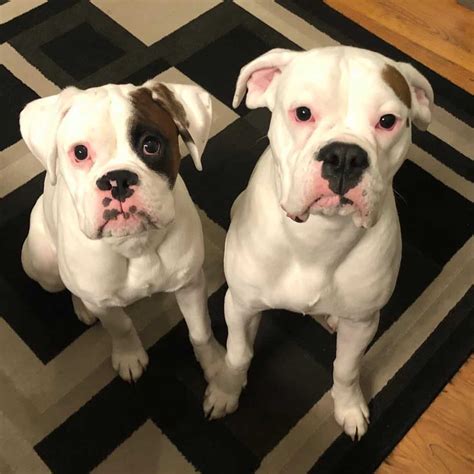  Very rarely do I have white boxer puppies