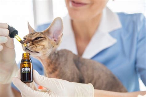  Veterinarians may have suggestions for safe products