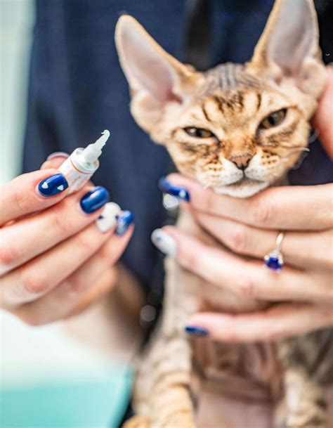  Veterinary consultation is essential to diagnose the condition accurately and provide appropriate eye drops or ointments to manage the symptoms effectively