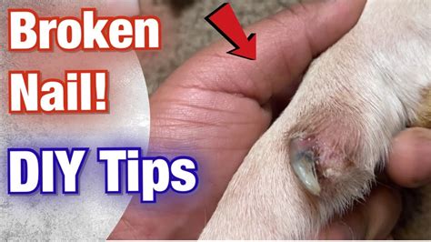  Vets advise that you: Check for broken toe and claw nails