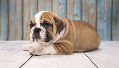  Victorian Bulldogs demand lots of attention as they can suffer from separation anxiety, but they aren