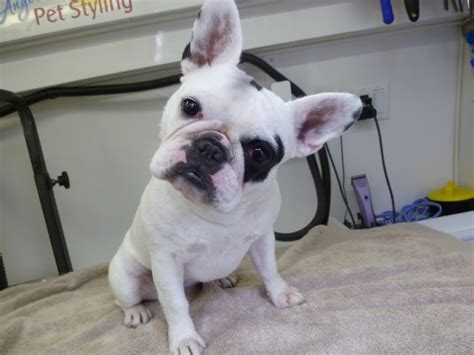 View Available Bulldogs Grooming Services We offer grooming sessions for all puppies purchased from us