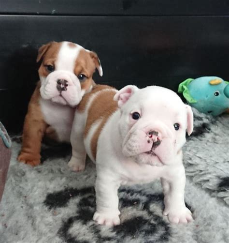  View Detail English Bulldog Puppies for Adoption Our beautiful male and female english bulldog puppies are now ready to meet their new loving family