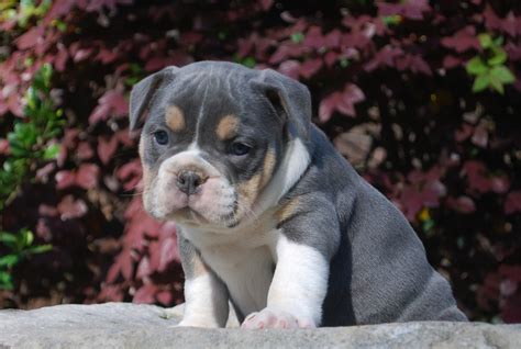  View Detail Old English bulldog puppy Ioeba blue Tri triple carrier he was born August 4th and is ready for his forever home has had his first shots and dewormed comes with full breeding rights you can text me at xxx xxx xxx4 View Detail Olde English Bulldogge potty trained I have a2 female and male