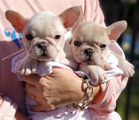  View Our Puppies! Healthy Frenchie Gaurantee How do we guarantee healthy Frenchie puppies? Learn more about what measures we implement before the breeding and between the whelping process, to guarantee their health, before advertising our French Bulldog puppies for sale