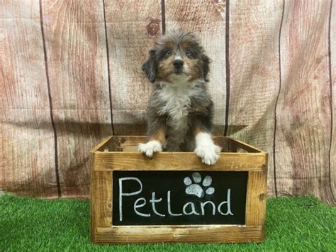  View our wide variety of dogs and puppies for sale in Petland Lake St