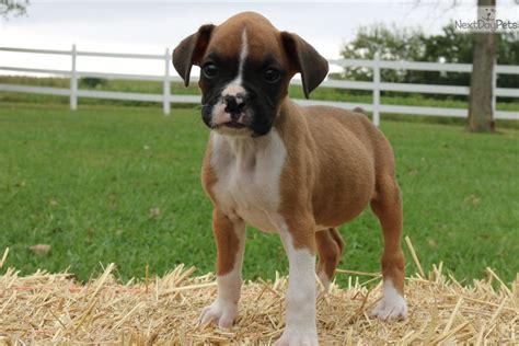  Visit Your Missouri Boxer Breeder in Person In order to find boxers for sale in Missouri from a reputable breeder, it is important that you visit their kennel or farm