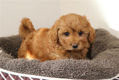  Visit our litter page to see available puppies