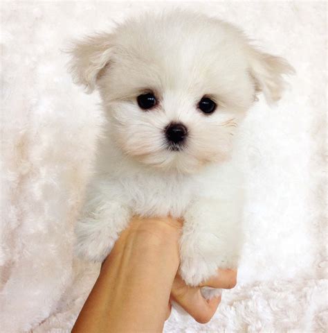  Visit our top ten pages to find puppies for adoption Teacup Puppies for Sale