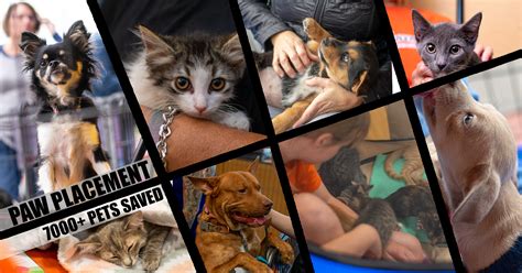  Visit over 50 non-profits, rescue groups, pet related