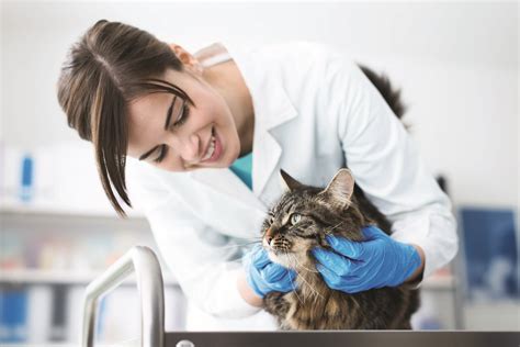  Visit your veterinarian, as cats cannot speak
