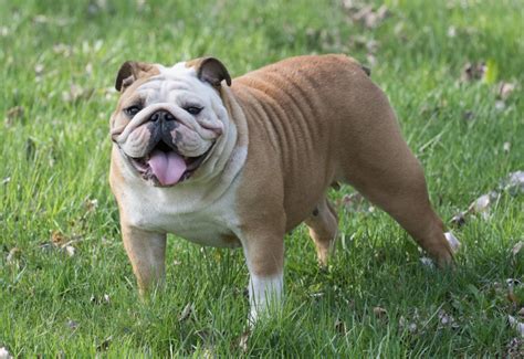 Vixen This name signifies cunning and allure, suitable for a sassy and confident bulldog