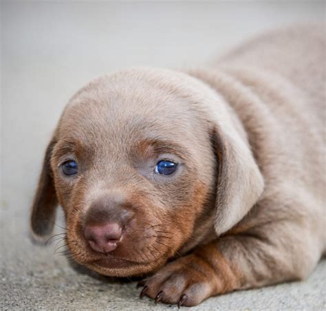  Vizsla Lab Mix Puppies Mix breeds are rapidly gaining in popularity