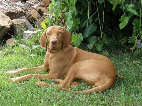  Vizsla Lab Mix temperament and personality Vizsla Lab Mix personality is very affectionate that loves the company of their family and also other people