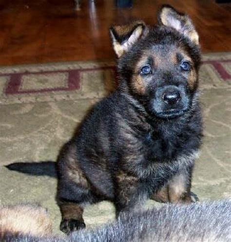  Vom Banach K9 German Shepherd puppies are happy, healthy, well-socialized and confident